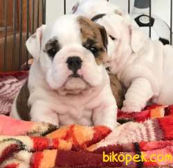 SHOW KALİTE İNGİLİZ BULLDOG YAVRUMUZ 2