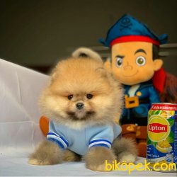 Show Kalite Irk Garantili Pomeranian Boo Yavruları 3
