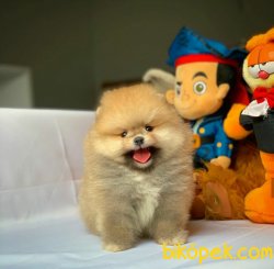 Show Kalite Irk Garantili Pomeranian Boo Yavruları 1