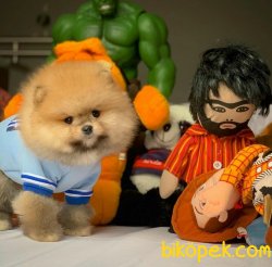 Show Kalite Irk Garantili Pomeranian Boo Yavruları 2