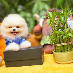 Show Kalite Irk Garantili Safkan Pomeranian Boo Yavrumuz 1