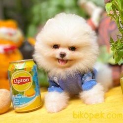 Show Kalite Irk Garantili Safkan Pomeranian Boo Yavrumuz 2