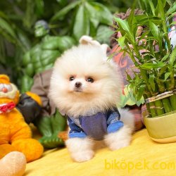 Show Kalite Irk Garantili Safkan Pomeranian Boo Yavrumuz 3