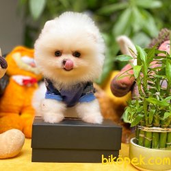 Show Kalite Irk Garantili Safkan Pomeranian Boo Yavrumuz 5