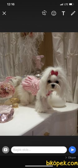 Show Kalite Kore Kan Maltese Dişi Köpeğimiz 2