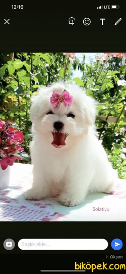 Show Kalite Kore Kan Maltese Dişi Köpeğimiz 1