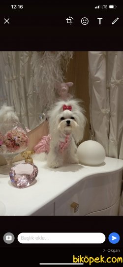Show Kalite Kore Kan Maltese Dişi Köpeğimiz 3