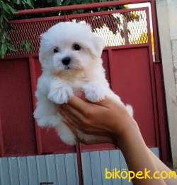 Show Kalite Kore Kanı Maltese Terrierler 3