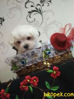 Show Kalite Kore Kanı Maltese Terrierler 4
