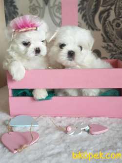 Show Kalite Kore Kanı Maltese Terrierler 5