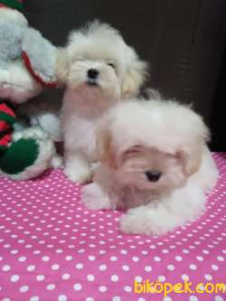 Show Kalite Kore Kanı Maltese Terrierler 2