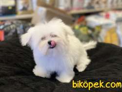 Show Kalite Kore Kanı Maltese Terrierler 4