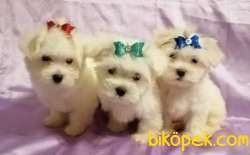 Show Kalite Kore Kanı Maltese Terrierler 2