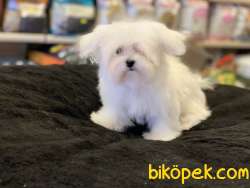 Show Kalite Kore Kanı Maltese Terrierler 1