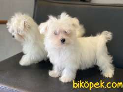 Show Kalite Kore Kanı Maltese Terrierler 5