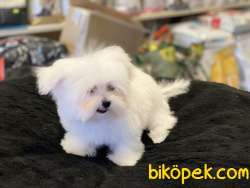 Show Kalite Kore Kanı Maltese Terrierler 3
