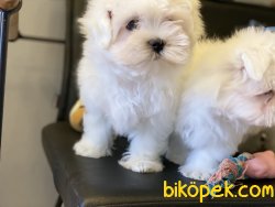 Show Kalite Kore Kanı Tea Cup Maltese Terrier 5