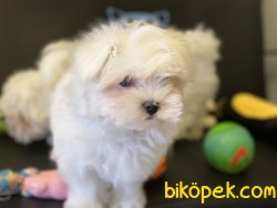 Show Kalite Kore Kanı Tea Cup Maltese Terrier 2