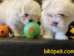 Show Kalite Kore Kanı Tea Cup Maltese Terrier 4
