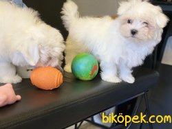 Show Kalite Kore Kanı Tea Cup Maltese Terrier 3