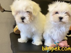 Show Kalite Kore Kanı Tea Cup Maltese Terrier 1