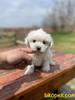 SHOW KALITE MALTESE TERIER YAVRULAR 1