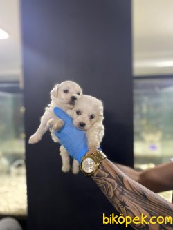 SHOW KALITE MALTESE TERRIER YAVRULAR 4