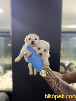 SHOW KALITE MALTESE TERRIER YAVRULAR 2