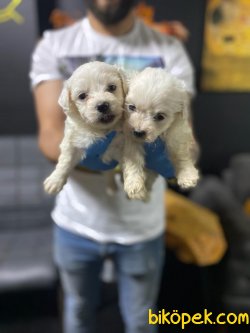 SHOW KALITE MALTESE TERRIER YAVRULAR 1