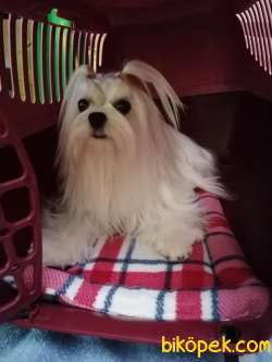 Show Kalite Maltese Terrier Yavrularimiz 2