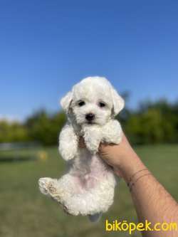 Show Kalite Maltese Terrier Yavrularimiz 2