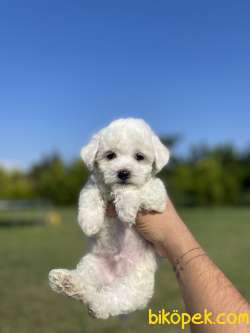 Show Kalite Maltese Terrier Yavrularimiz 3