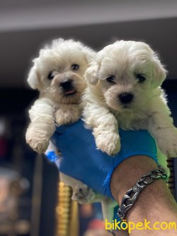 SHOW KALITE MALTESE YAVRULARIMIZ 1