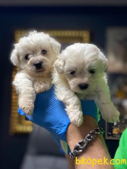 SHOW KALITE MALTESE YAVRULARIMIZ 3