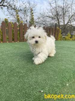 Show Kalite Maltese Yavrularimiz Kore Kan 1