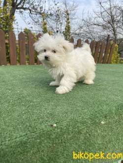 Show Kalite Maltese Yavrularimiz Kore Kan 2