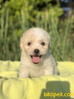 SHOW KALITE MALTIPOO BEBEKLER 2