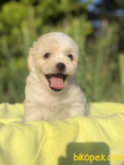 SHOW KALITE MALTIPOO BEBEKLER 1