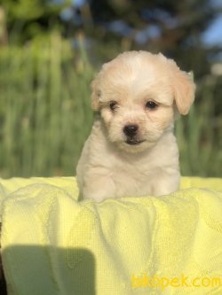 SHOW KALITE MALTIPOO BEBEKLER 3