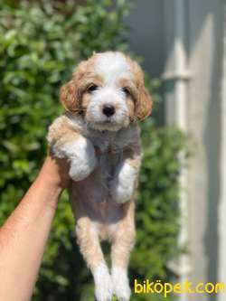 Show Kalite Maltipoo Bebekler 2