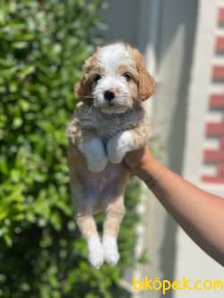 Show Kalite Maltipoo Bebekler 1
