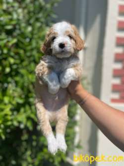 Show Kalite Maltipoo Bebekler 3