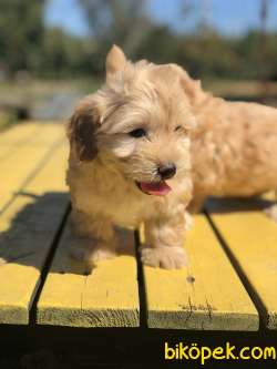 SHOW KALİTE MALTİPOO BEBEKLERİMİZ 3