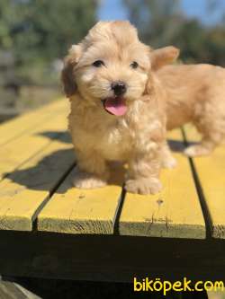 SHOW KALİTE MALTİPOO BEBEKLERİMİZ 1