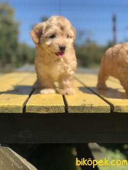 SHOW KALİTE MALTİPOO BEBEKLERİMİZ 2