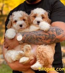 Show Kalite Maltipoo Bebeklerimiz 3
