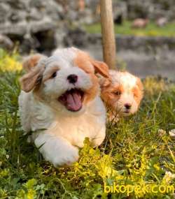Show Kalite Maltipoo Bebeklerimiz 1