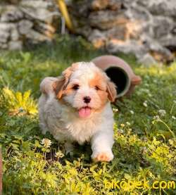Show Kalite Maltipoo Bebeklerimiz 2