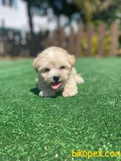 Show Kalite Maltipoo Bebeklerimiz 2
