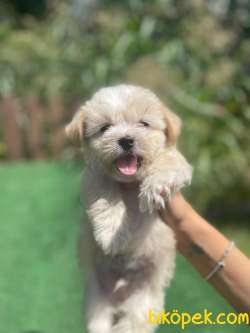 Show Kalite Maltipoo Bebeklerimiz 1